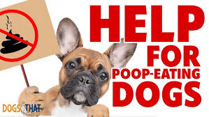 Why Do Dogs Eat Poop? Understanding Canine Coprophagia And How To Stop It  #279 #podcast