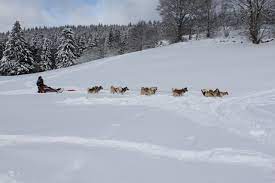 Balade chiens de traîneau été et hiver Chien De Traineaux Schnepfenried Manouk Evasion Chiens De Traineau Dans Les Vosges En Alsace Youkvalley Gmail Com Fort D Une Experience De 15 Ans Dans Le Domaine Du Mushing Sur Les Cretes Vosgiennes