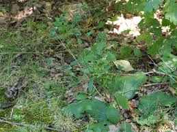 Image result for Elephantopus