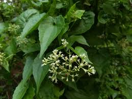 Image result for Mikania cordata