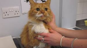 10:59 cutest animals рекомендовано вам. Giant Hair Ball Removed From Cambridgeshire Cat In Life Saving Operation Bbc News