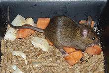 House Mouse Wikipedia