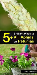I've always wondered what makes materials like glue and tape sticky on a molecular level. 5 Brilliant Ways To Kill Aphids On Petunias