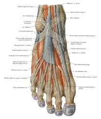 In the muscular system, muscle tissue is categorized into three distinct types: Several Things About Anatomy Of The Hip Muscles Foot Anatomy Human Anatomy Chart Muscle And Nerve