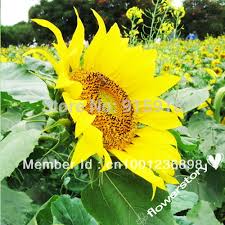 Benih / bibit / biji bunga matahari sunflower ring red fire. 100 Biji Bunga Matahari Gila Mix 10 Varietas Benih Dengan Benih Kebutuhan In Bonsai From Rumah Taman On Aliexpress Com Alibaba Group