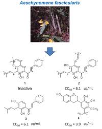 Image result for Aeschynomene mimosifolia