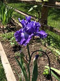 Open Sea German Bearded Iris Garden Bulbs Bearded Iris Plants