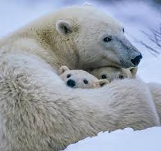 Protecting Her Babies Polar Bear Animals Animals Beautiful