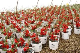 Check spelling or type a new query. Double Take Scarlet Quince Wilson Nurseries