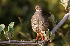 Image result for Tragiella natalensis