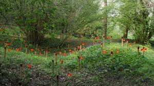Cet article est à compléter. 592 Jardin De La Paix Italien 2018 Art Jardins Hauts De France