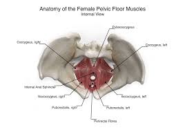 Anatomy of the female pelvis— presentation transcript 12 the pelvic floor the pelvic floor or pelvic diaphragm is composed of muscle fibers of the levator ani,(paired levator ani muscle lam) the coccygeus muscle, and associated connective tissue which span the. Female Pelvic Floor Anatomy By Aimee Hutchinsona 3d Model Created As Part Of A Brief For The Centre For Anatomy And Human Identific Pelvic Floor Anatomy Female