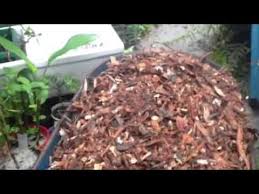 A bruxelles, une jeune entreprise érigée en modèle de l'économie circulaire le recycle pour faire pousser des pleurotes 100% bio en pleine ville. Faire Pousser Des Pleurotes Sur Paille Youtube How To Dry Basil Permaculture Herbs