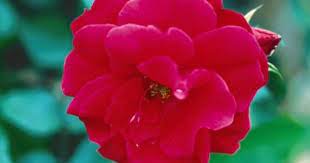The Intense Red Of Champlain Is Forceful Yet Elegant From The Morden Research Station In Canada Rose Beautiful Roses Most Beautiful Flowers