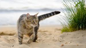 Su Pallosu's cat beach is taking Sardinian tourism by storm - Traveling Cats