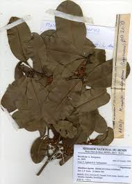 Image result for Manilkara obovata