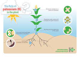 The Role Of Potassium K Plumeria Today