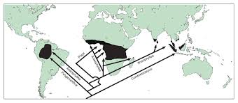 Image result for Anisophylleaceae