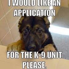 Deadmund's quest at the 2011 electronic entertainment expo (e3). 8 Funny Working Dog Memes That Ll Make You Wag Your Tail Military Com