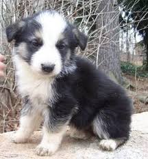 Maybe you would like to learn more about one of these? The Real Deal Panda German Shepherd Ready For Her Fur Ever Home For Sale In Saluda North Carolina Classified Americanlisted Com