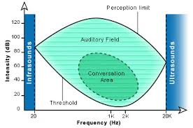 cochlea