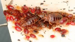 A reputable company offering extermination services will. Pest Control Near Me Regina Saskatchewan