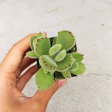 Cotyledon Tomentosa Bear Paw In 2020 Bear Paws Blue Candle Cactus Zebra Plant