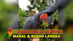 We did not find results for: Wujud Burung Langka Dan Mahal Kakatua Raja Hitam Black Palm Cockatoo Youtube