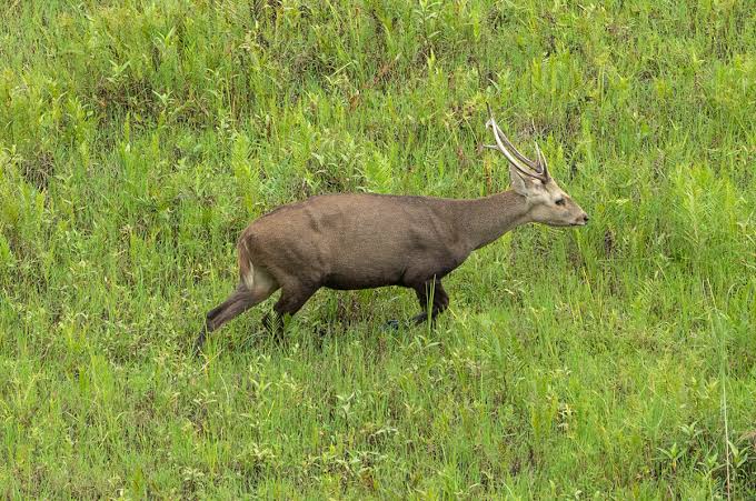 Seeking a second home for Manipur's dancing deer