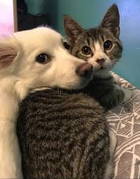 Check spelling or type a new query. Gak Selalu Berantem Ini 10 Potret Lucu Keakraban Kucing Dan Anjing