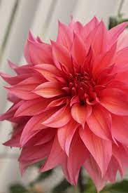 Coral Dahlia Beautiful Beautiful Flowers Flowers Nature Flower Beauty