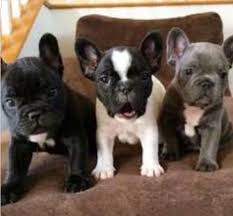 Cachorros Bulldog Frances Mercadolibre Com Ar Precio de un bulldog francés. cachorros bulldog frances