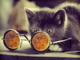 We hope you enjoy our growing collection of hd images to use as a background or home screen for your smartphone or computer. Cool Cat Wallpapers Hd Desktop Background