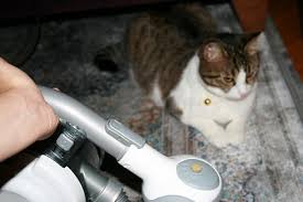 Kedi Tuyu Icin Sarjli El Supurgesi Black And Decker Suzionline