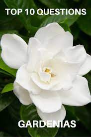 Top 10 Questions About Gardenias Gardening Know How S Blog Gardenia Plant Growing Gardenias Gardenia Trees
