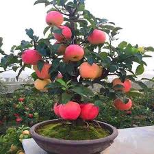 The best fruit trees for small gardens, successfully *people also ask *where do dwarf fruit trees grow best? 6 Best Dwarf Fruit Trees For Containers Rayagarden
