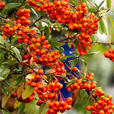 Image result for Pycnosphaera buchananii