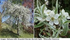 During this first winter, you will want to prune all but 4 to 6 branches. Types Of Ornamental Flowering Pear Trees Fruitless Pear Trees Pictures