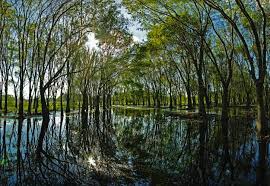 Check spelling or type a new query. Hillsborough River State Park Florida State Parks