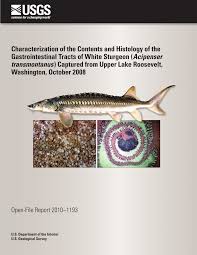 They are an anadromous fish species ranging in the eastern pacific; Pdf Characterization Of The Contents And Histology Of The Gastrointestinal Tracts Of White Sturgeon Acipenser Transmontanus Captured From Upper Lake Roosevelt Washington October 2008