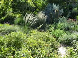 Your donation will support education and conservation of native texas plants. New Look At Lawns Watering Tips Plant Performance Flamboozle Central Texas Gardener