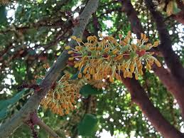 Image result for Ceratonia siliqua