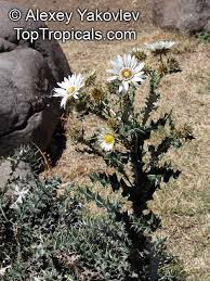 Image result for Berkheya speciosa