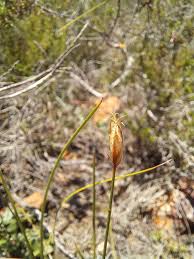 Image result for Abildgaardia ovata