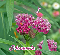 I Love Monarchs From The Bottom Of My Milkweed Butterfly Garden Plants Butterfly Food Natural Garden