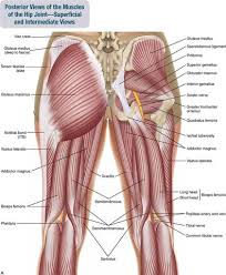 Muscle anatomy glutes, human muscles muscle tissue diagram quiz, muscle tissue structure diagram, non striated muscle tissue diagram, smooth. Buttock Muscles Anatomy Anatomy Drawing Diagram