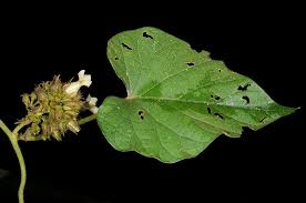 Image result for Lepistemon