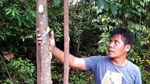 Jenis tanaman yang satu ini pun akhirnya menjadi tanaman yang dilindungi oleh beberapa negara karena banyak yang memanfaatkannya tanpa menanamnya kembali. Cara Mudah Membuat Teh Daun Gaharu Youtube