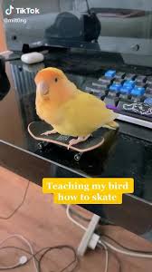 Pin De Raven Em Anything Video Em 2020 Memes Hilarios Memes Desenhos Bordados A Mao