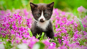 Easypdfcombine Kittens Cutest Kittens Cute Animals